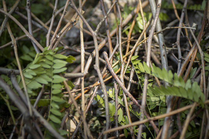 Entanglements 2020