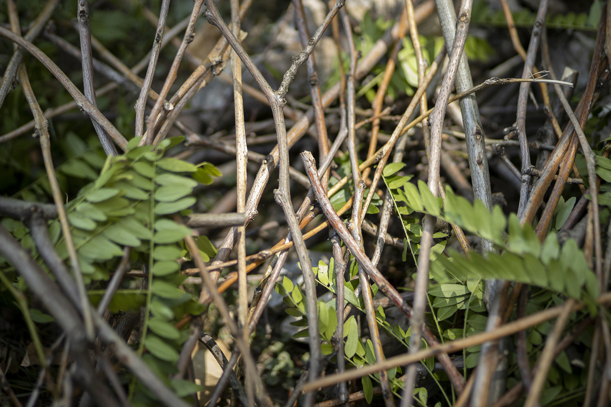 Entanglements 2020